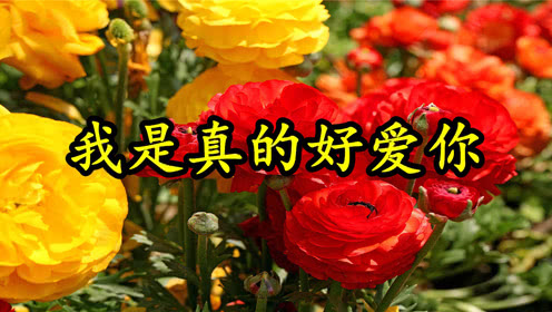 情歌mv我是真的好爱你许多心里话想要对你说