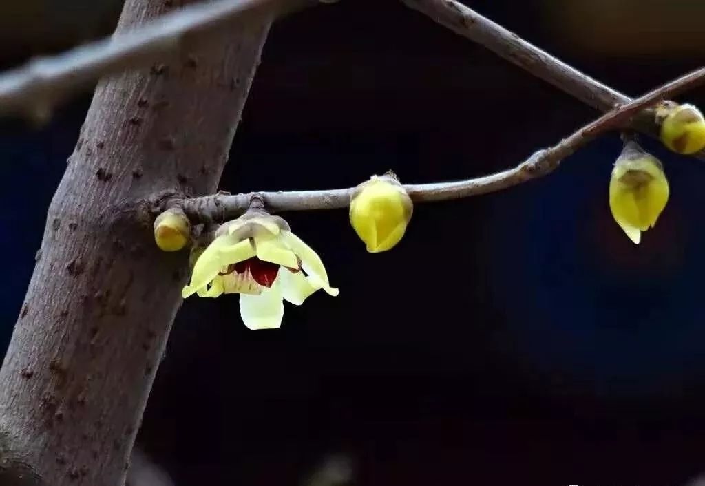 舞龙灯赏花灯最美是团圆元宵佳节易如雨更吹落东风夜放花千