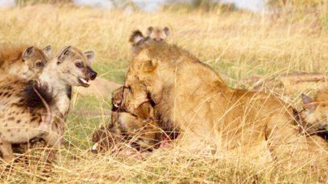 当狮群遇上鬣狗群,擒贼先擒王,雄狮是如何分辨鬣狗首领的?