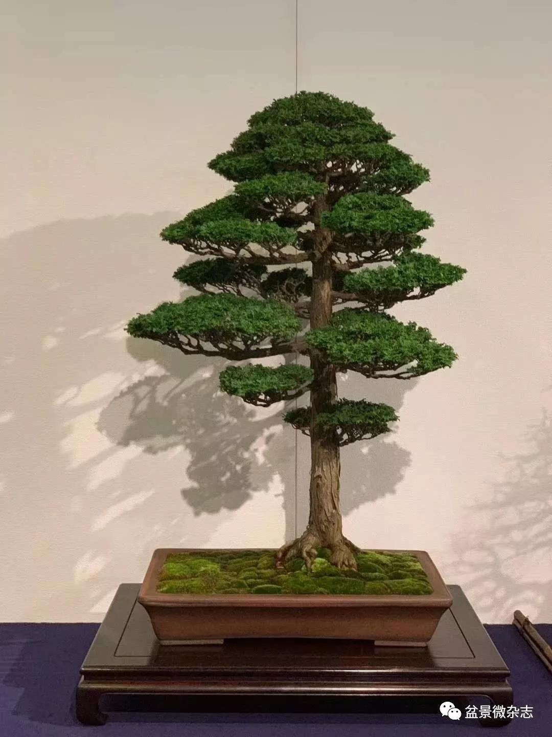 戴口罩看盆景展抢先观赏2020年日本第94回国风盆栽展精品