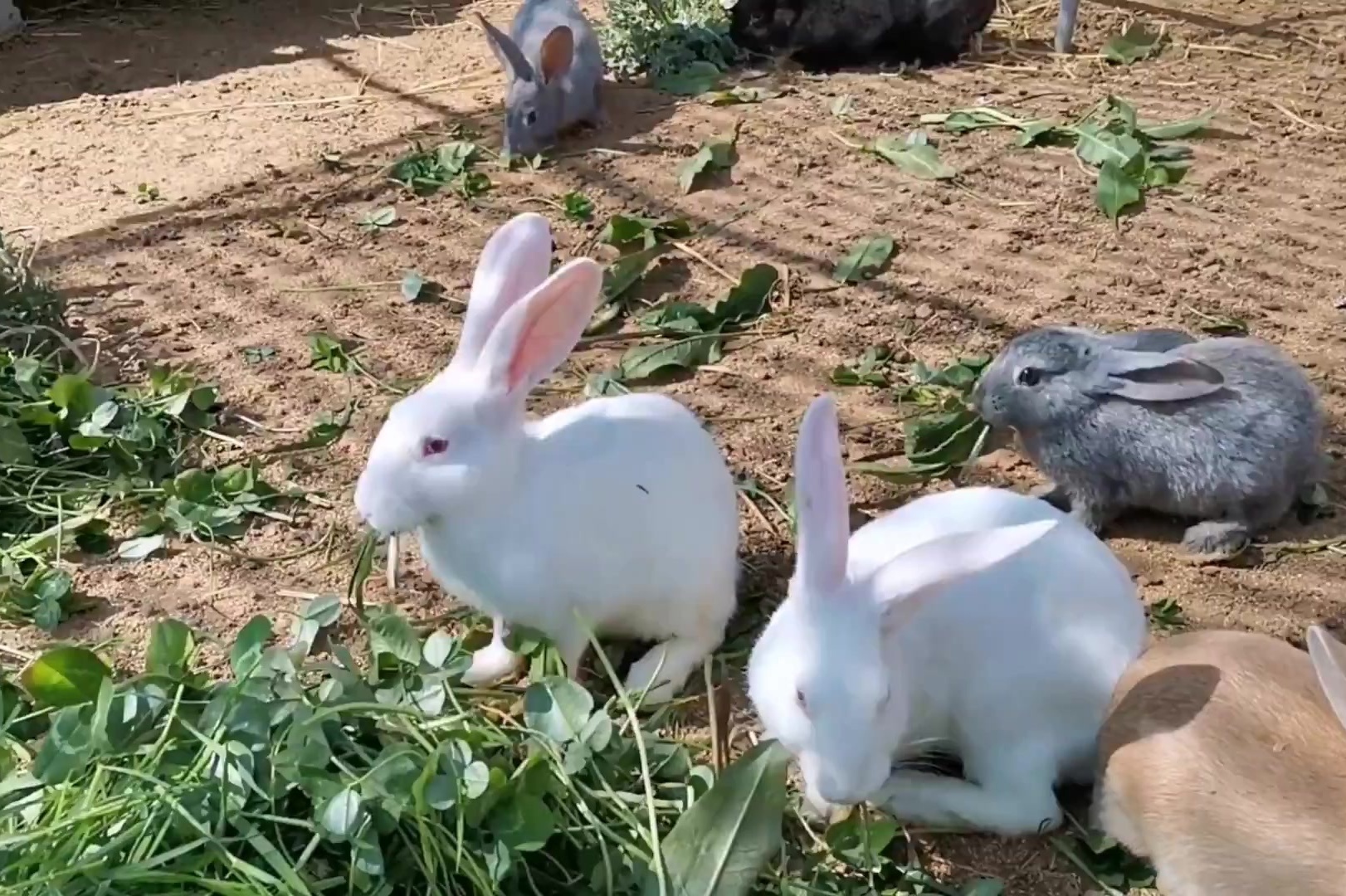 养兔子太好养只要去田埂上割野草回来就可以想要一只吗