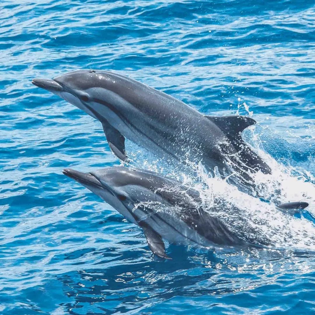 治愈精灵海豚26型鉴别手册上