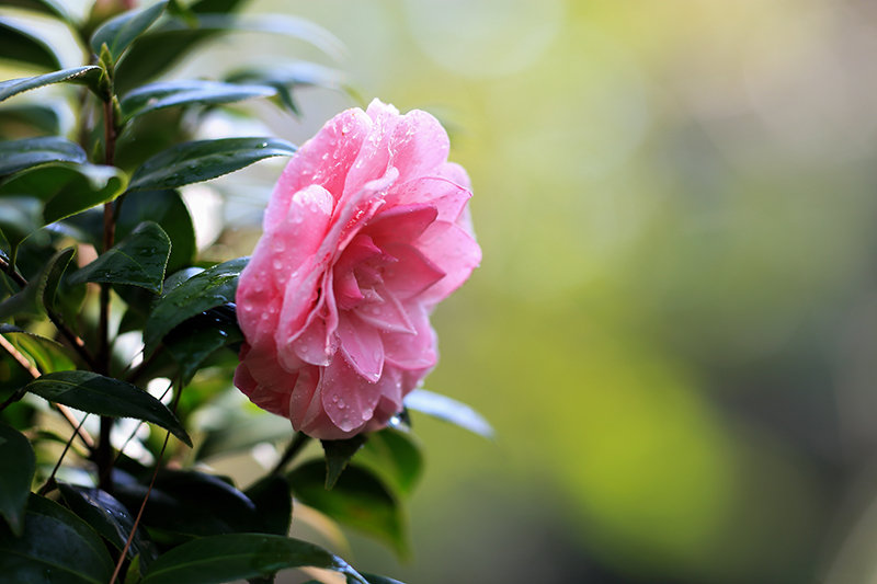 星连文学社广西诗人陈熠明漫步山茶丽影中