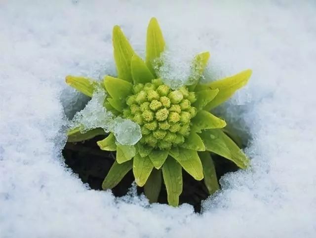 千年雪莲花图片大全图片