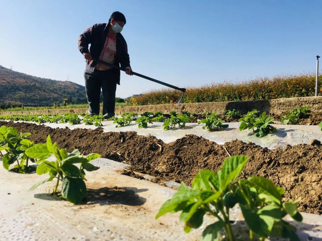 他们,在攀枝花的春天里播种希望!_疫情