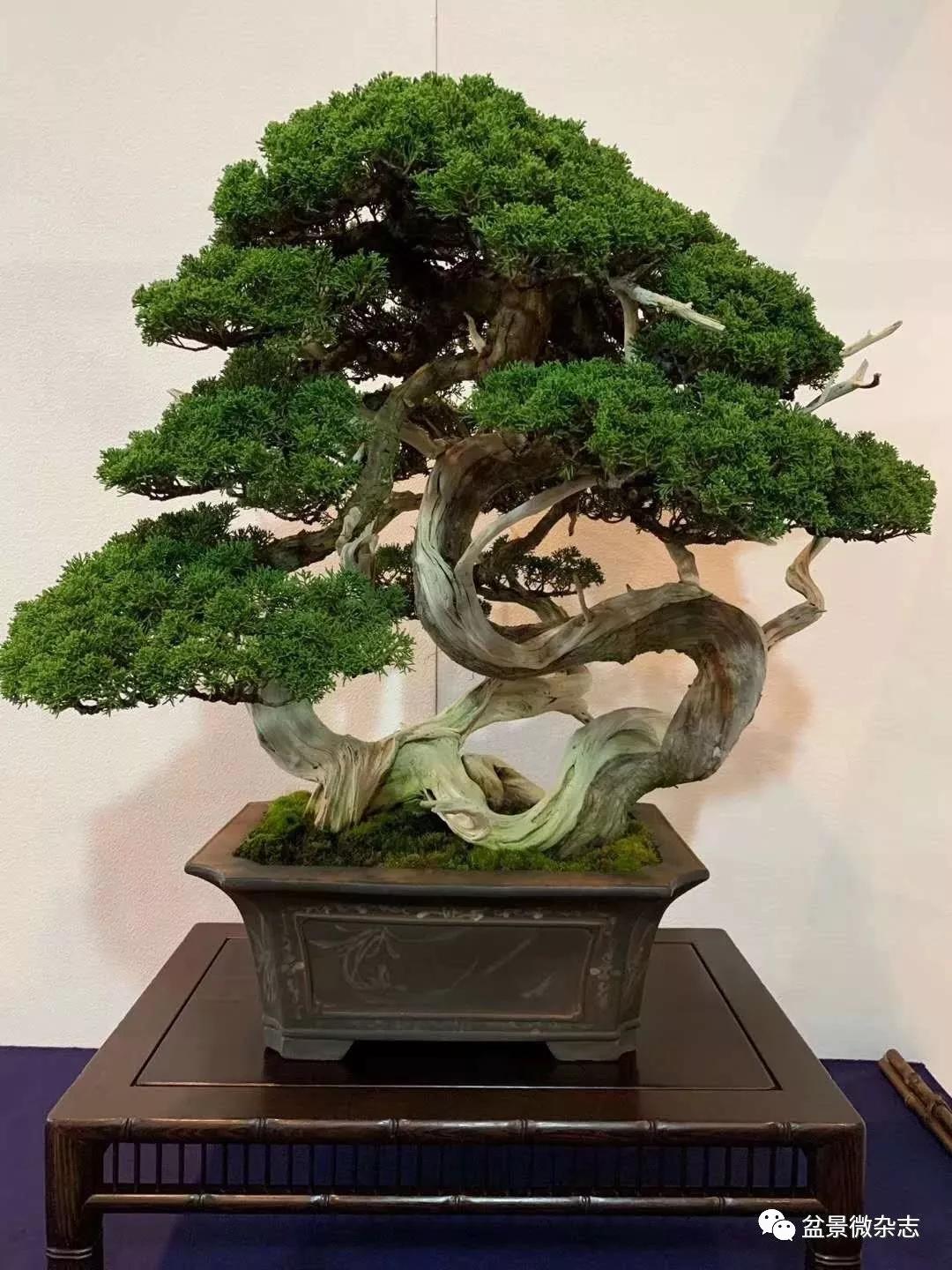 戴口罩看盆景展抢先观赏2020年日本第94回国风盆栽展精品