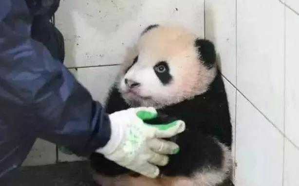 为何熊猫咬人后会绝食呢?是内疚么?饲养员告诉你答案!