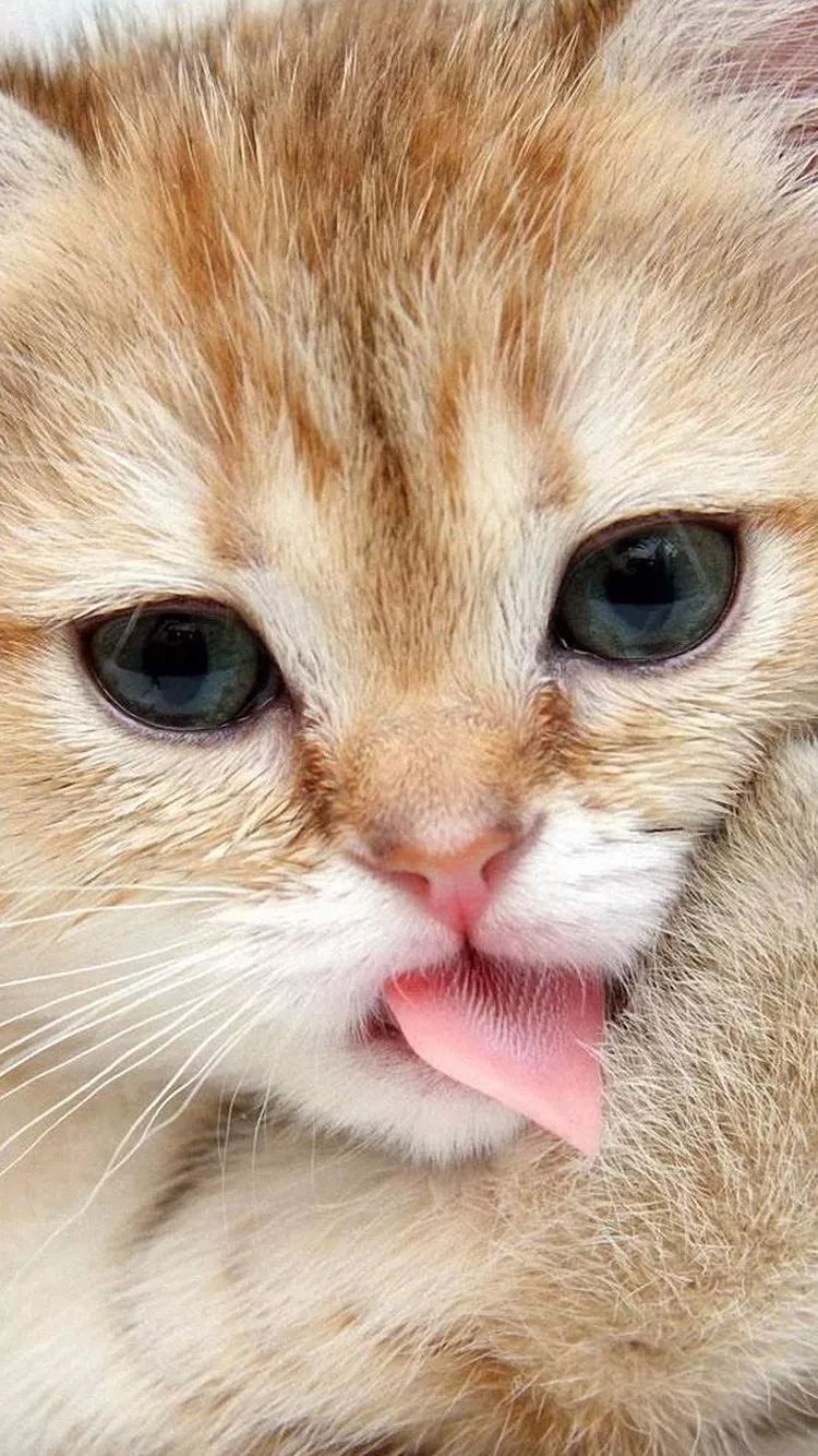 萌猫壁纸高清手机壁纸可爱猫咪
