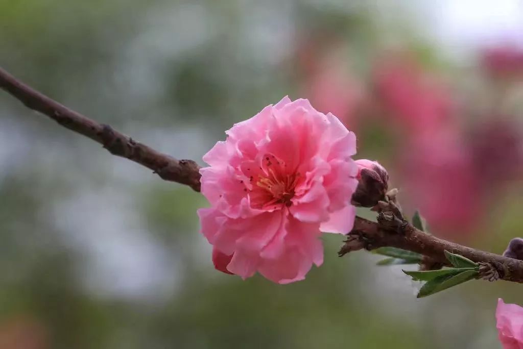 世界上最动情的66句话送给天下有情人