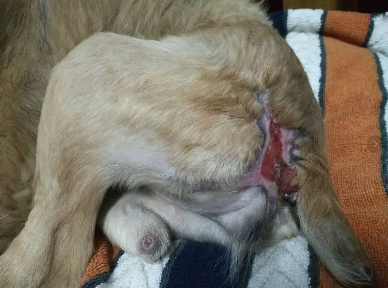 乳腺癌后又脑梗这个阿姨和她的流浪狗们该何去何从