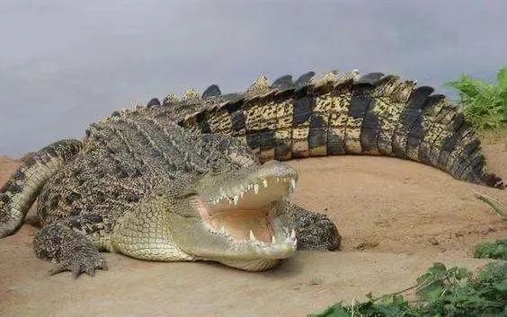 《小小讲解员带你逛自博》第九期:韩世博—尼罗鳄_鳄鱼