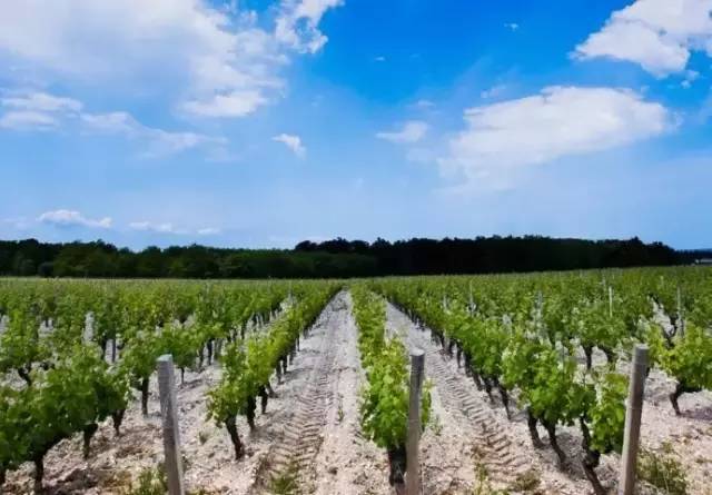 法国古老的葡萄酒产地格拉芙葡萄酒产区详解