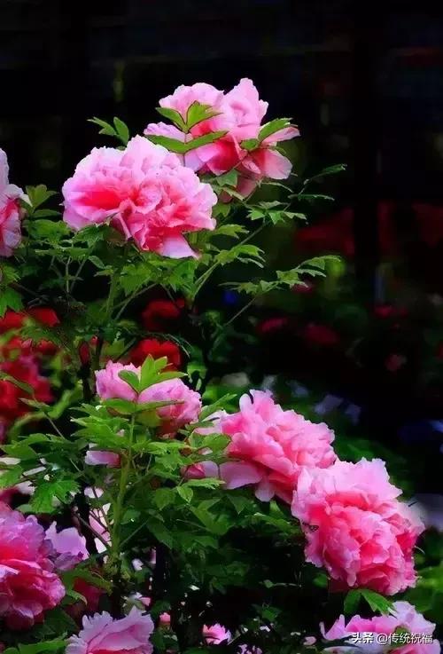 今日元宵节,送15张《牡丹花图》,祝大家新的一年富贵满堂_花开富贵