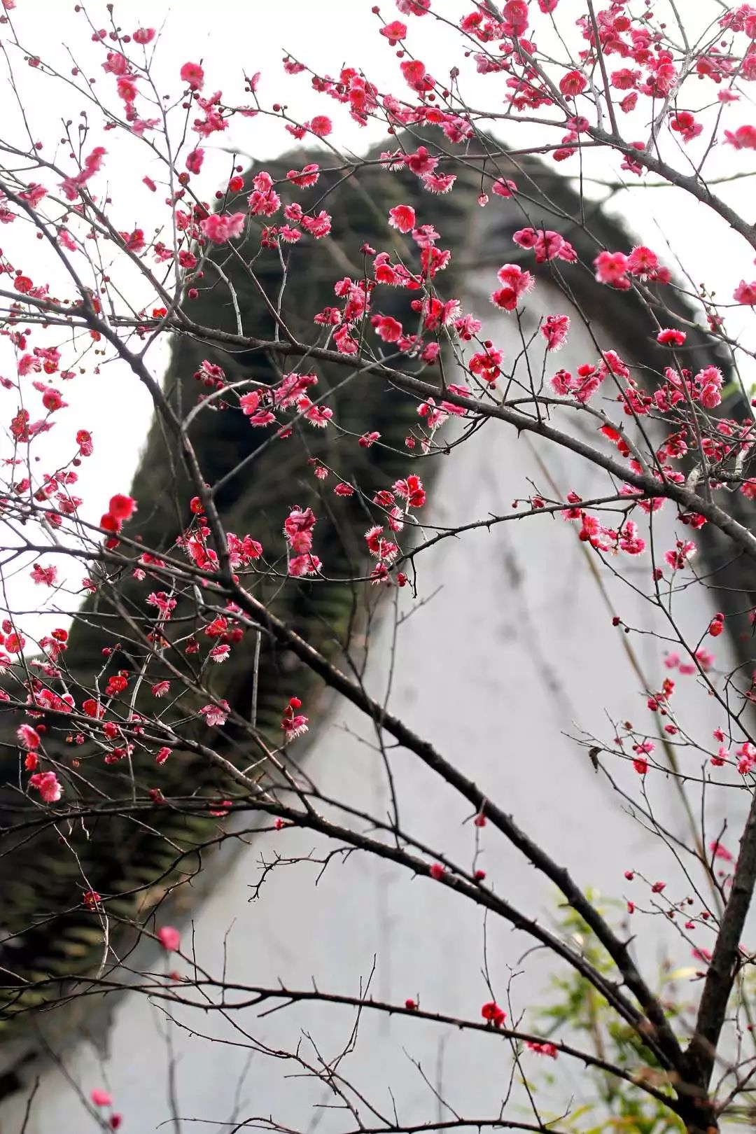 立春已过,春暖花开,带你去西溪湿地"云赏梅"!_梅花