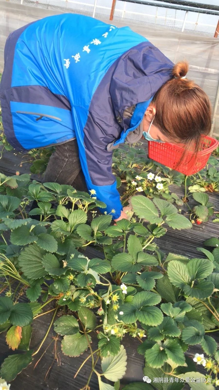 于是10名志愿者每人负责一个大棚的采摘直到下午三点,我们把410盒草莓