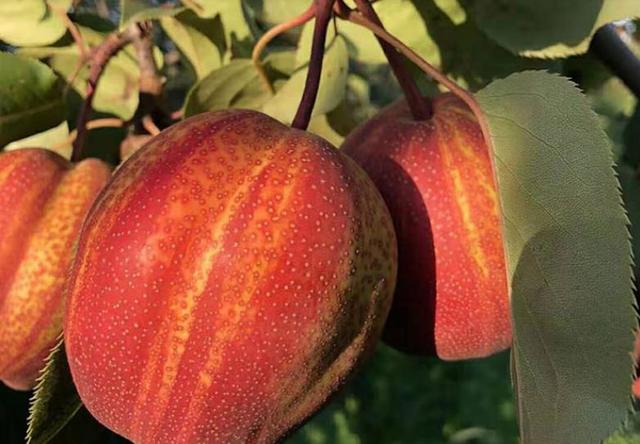 浏阳地区引种早酥红梨栽培关键技术