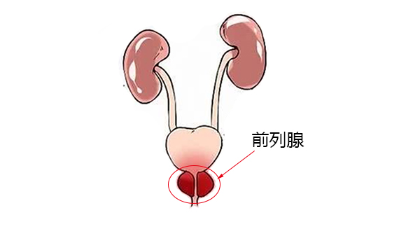 前列腺卡通图片图片