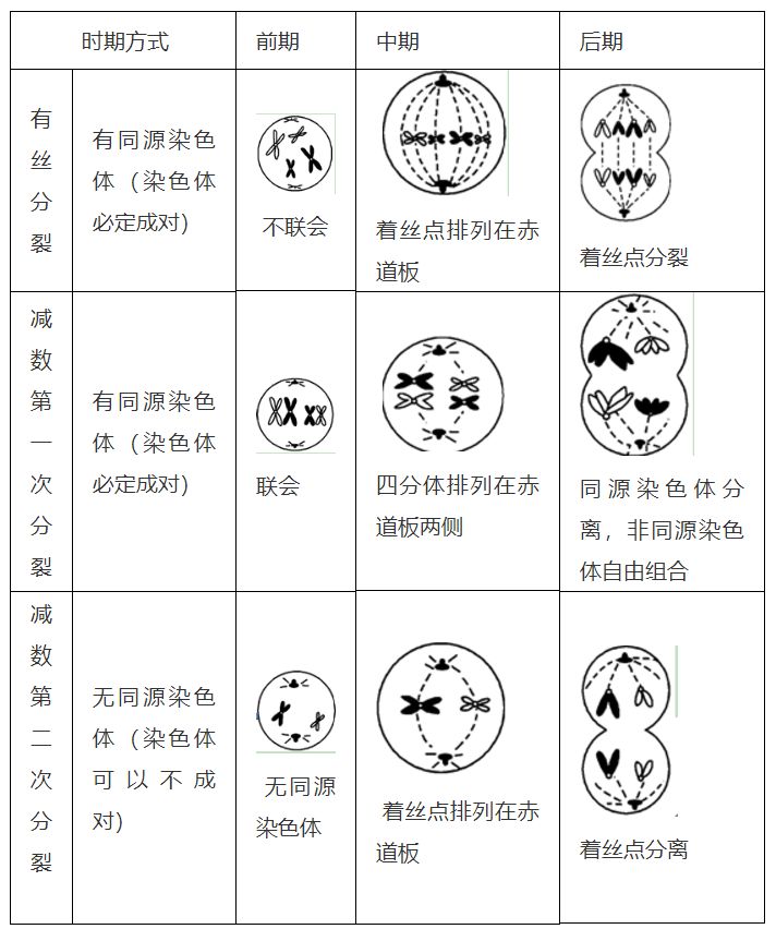 男女性的生殖细胞分别是什么的简单介绍-第2张图片-鲸幼网