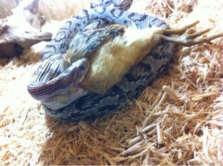 蛇类:很多蛇都会吃鸡,它们先将鸡用身子勒死,然后再吞掉.