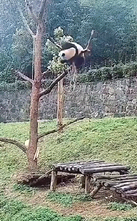 熊猫骑摇摇马表情包gif图片