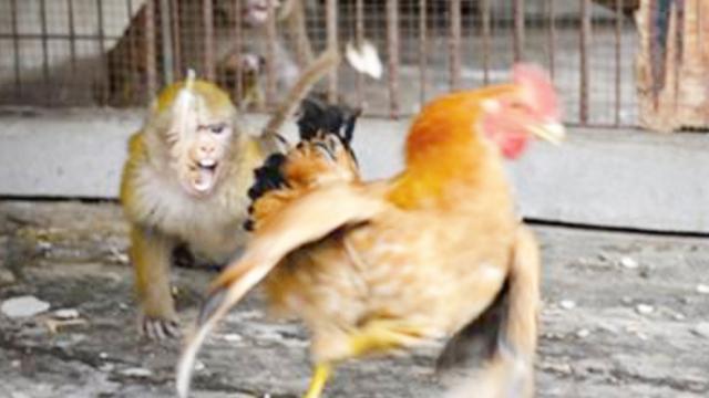一只鸡过路被猴子一把抓住,接下来的动作真的是要把鸡"气坏"了