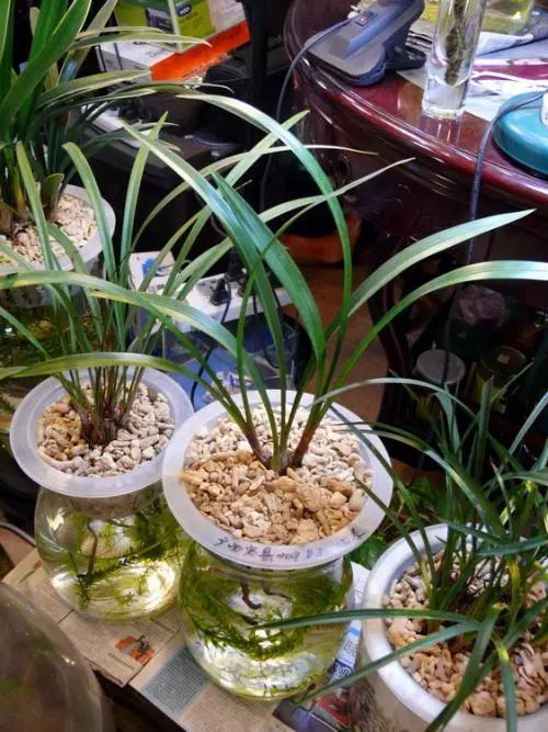 兰花无土栽培并不高大上掌握六个步骤你会发现兰花也能水培