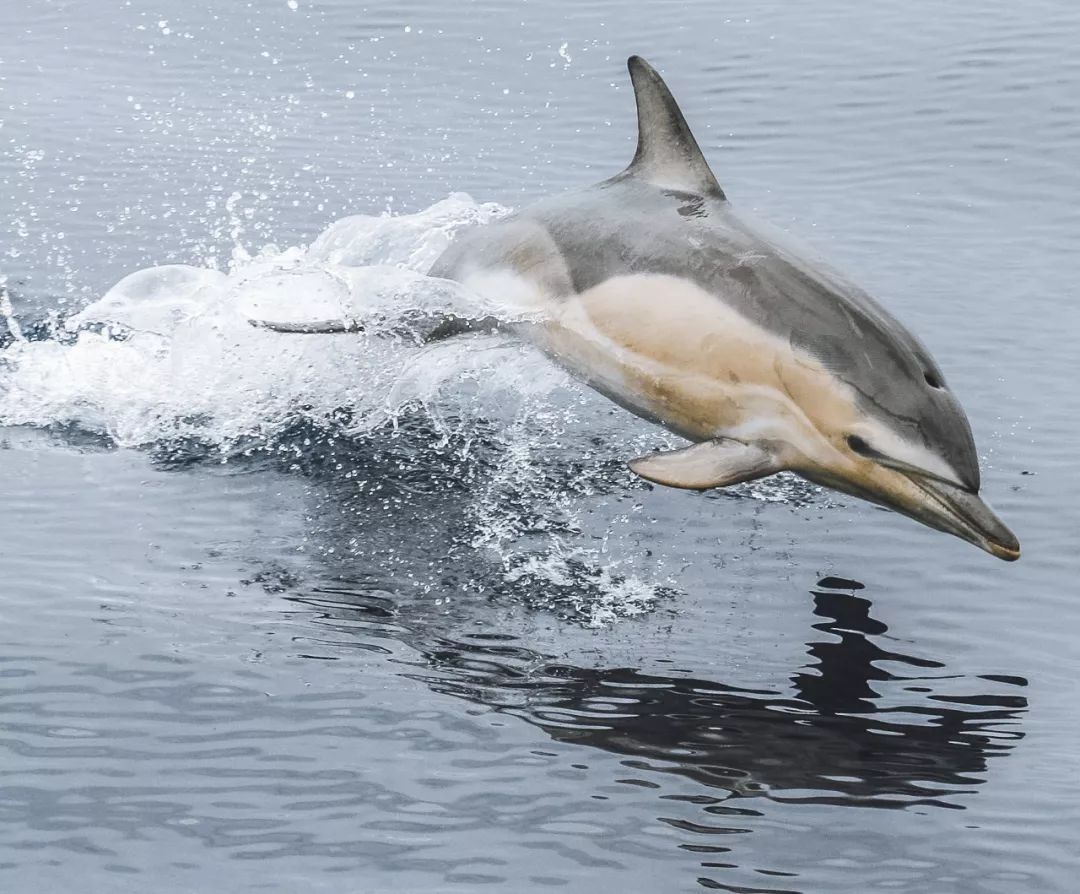 治愈精灵海豚26型鉴别手册上