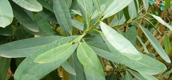 每日一花条叶榕榕属的一种落叶小灌木