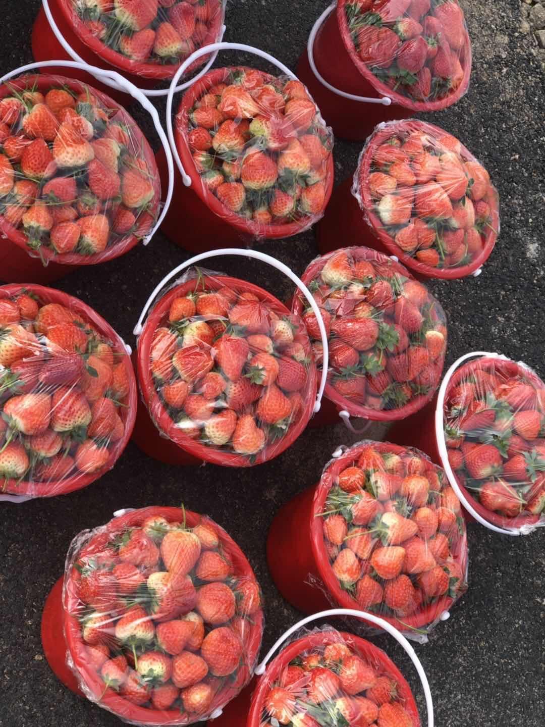 封城之后,山东的果农这样卖草莓,一天卖出上百斤