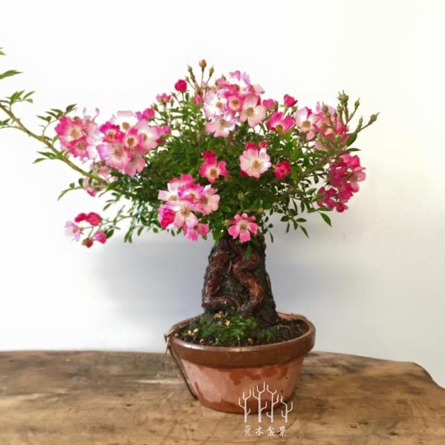 爱木盆景i不入眼的野蔷薇让人刮目相看赶快回去挖几棵来养