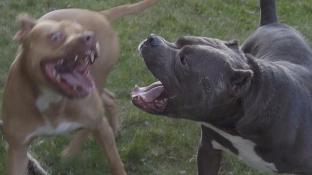 百看不厌的比特犬与阿根廷杜高犬的巅峰对决瞬间完爆秒杀群雄