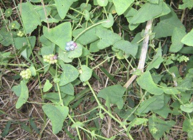 路边有"1种野草"奇特,被称为"杠板归",叶片三角形,珍贵