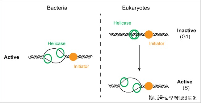 DNA复制的起始机制_分子生物学