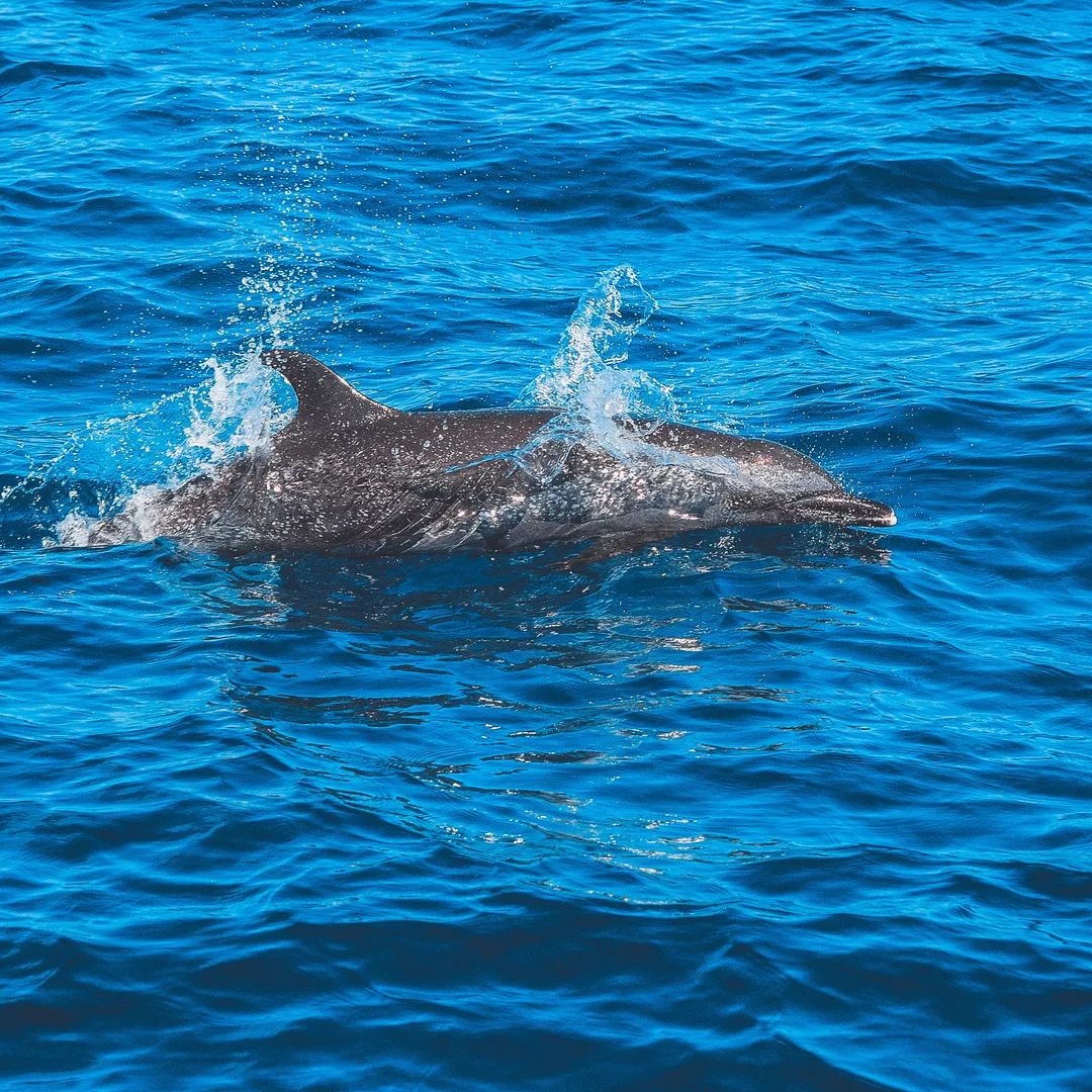 治愈精灵海豚26型鉴别手册上