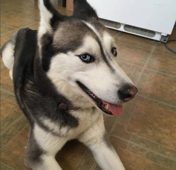 二哈很是调皮但是俩人都非常疼爱狗狗的,只不过两个人总得有人扮黑脸