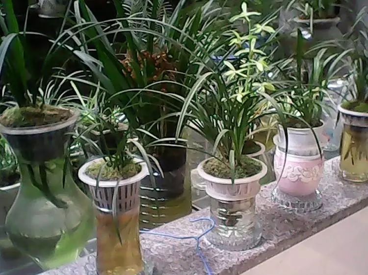 兰花无土栽培并不高大上掌握六个步骤你会发现兰花也能水培