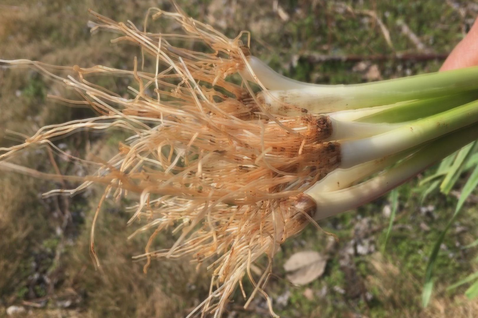 你要丢弃的大蒜根须,是如何做成一道爽口家常菜的