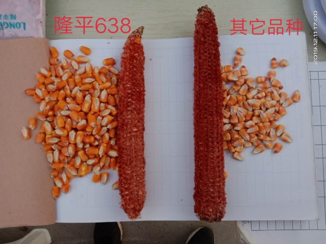 优质玉米档案录隆平638品种大解密