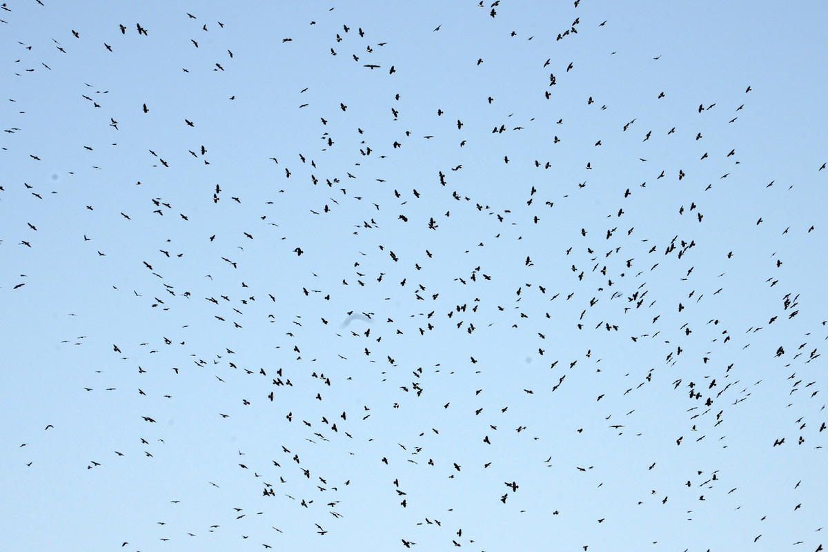 画面罕见山东上空千只乌鸦集群盘旋遮天蔽日宛如墨团