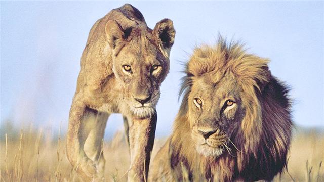 狮子偷袭老鹰你咋不飞呢老鹰我不飞你能奈我何