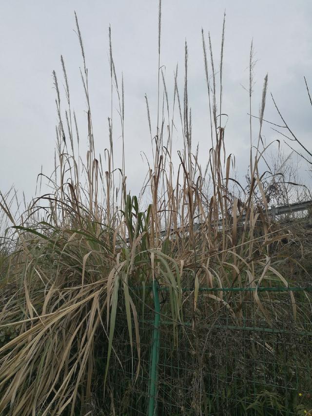 浅析芦苇,南荻和芒草的属性和在浮漂上的使用持点_韧性