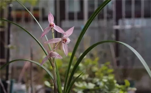 2月养兰花从4方面入手保证不出错