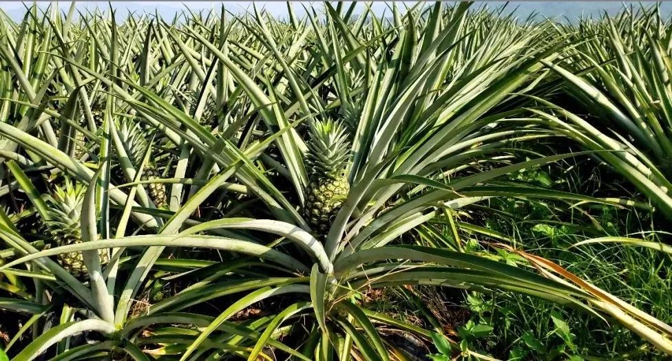 规模种植户疫情下的公益互助自救600万斤金菠萝急待销售