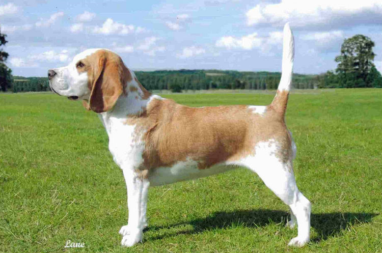 原创灾难中的无言英雄搜救犬