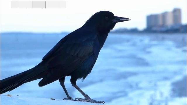 这是什么鸟长得像乌鸦可声音却很好听