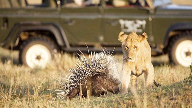 豪猪仗着一身刺挑衅狮子狮子直接发飙镜头拍下全过程