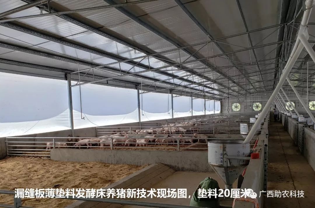 非常适合养殖保育猪和小猪的薄垫料发酵床养猪模式