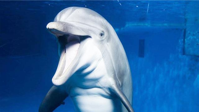 宝宝在水族馆看鲸鱼忽然鲸鱼的一个举动请原谅我没忍住笑了