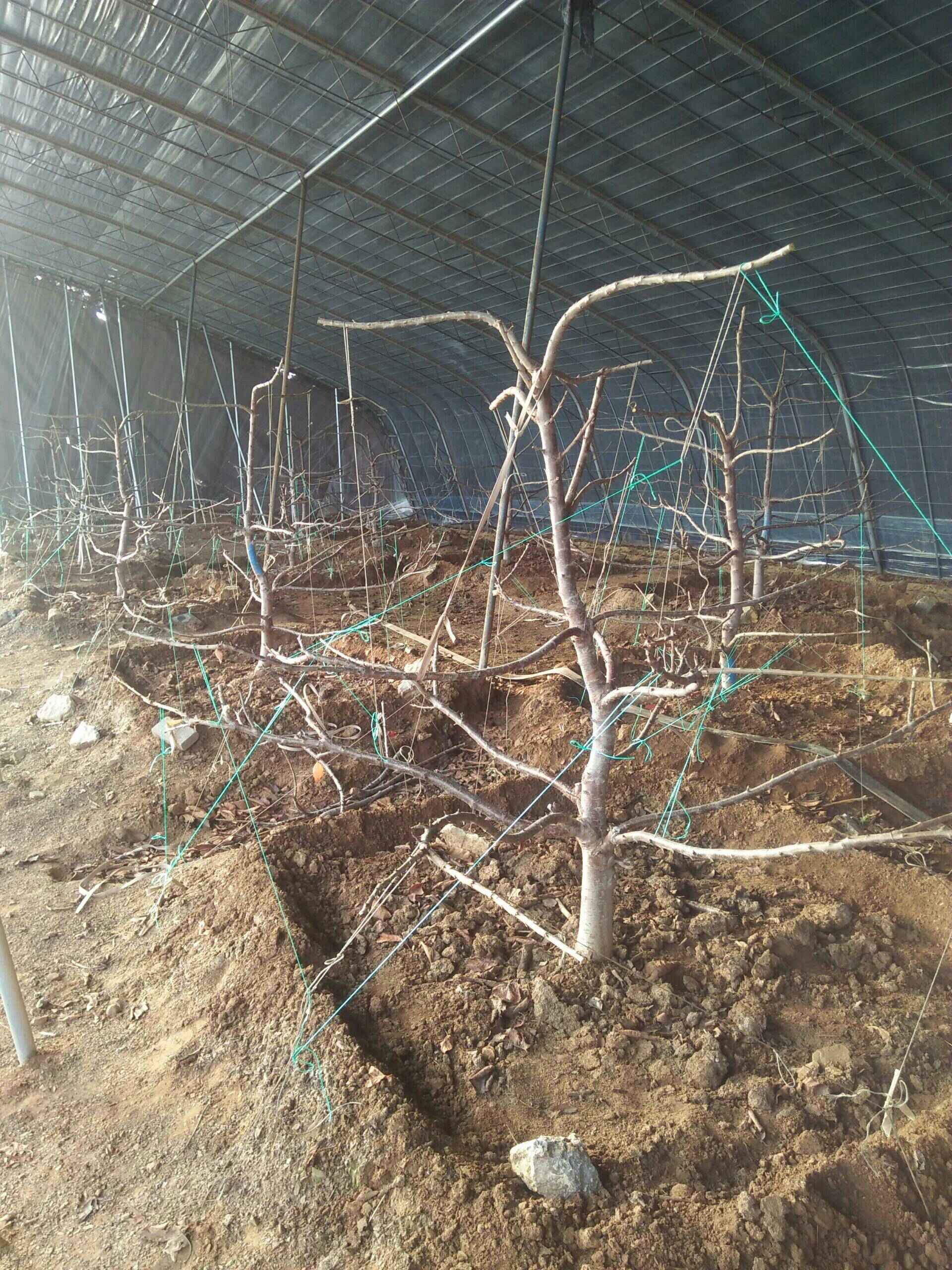 猩大猩拉枝器告诉您传统拉枝方法太落伍了