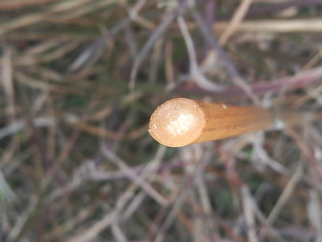 浅析芦苇,南荻和芒草的属性和在浮漂上的使用持点_韧性